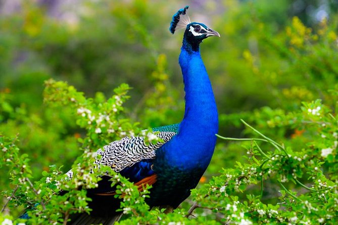Kaudulla National Park Shared Safari - Who will enjoy this safari most