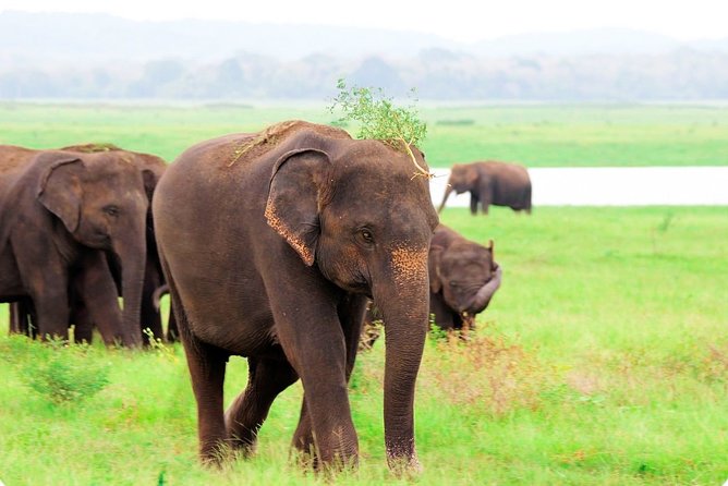 Kaudulla National Park Shared Safari - The three-hour 4x4 ride