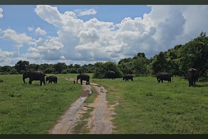 Kaudulla Safari Adventure - Watching elephants without crowding them