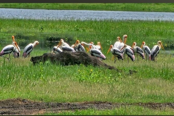 Kaudulla Safari Adventure - More than elephants: deer, monkeys, birds, and possible predators