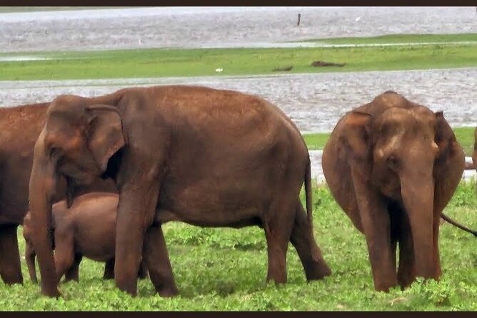 Kaudulla Safari Adventure - Reservoir views and the best photo chances