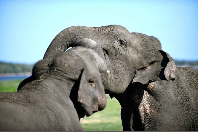 Kaudulla Safari Adventure - Who will get the most from this safari