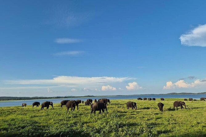Kaudulla Safari Adventure - Three hours through forest, grassland, and water country
