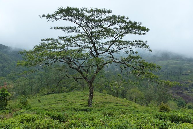 Knuckles Leopard trail Trek from Kandy - Who will enjoy this trek most?