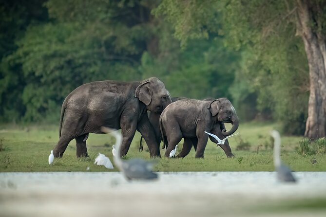 Kumana National Park Half Day Jeep Safari - Key points at a glance