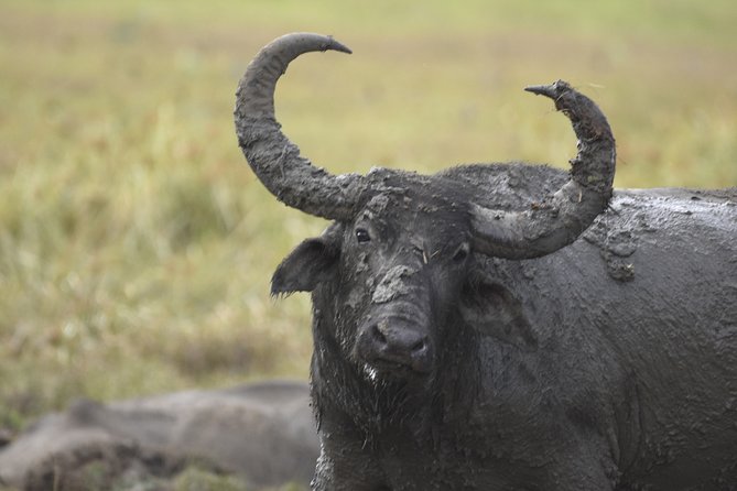 Kumana National Park Half Day Jeep Safari - Why Kumana makes sense from Arugam Bay