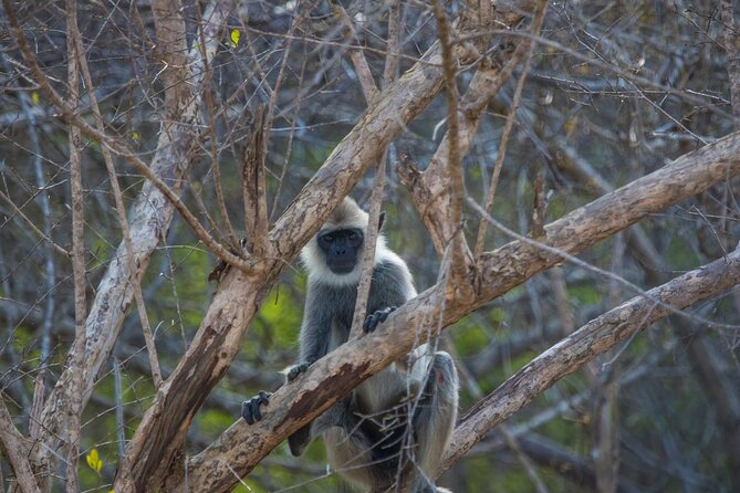 Kumana National Park Half Day Jeep Safari - Reptiles, turtles, and quieter sightings