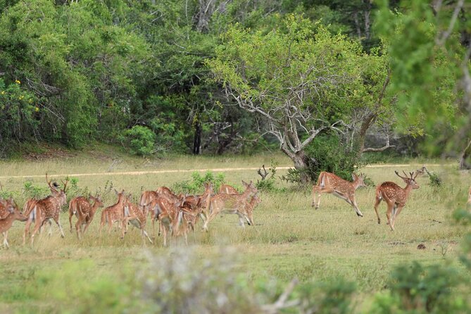 Kumana National Park Half Day Jeep Safari - What the $94 price means for value