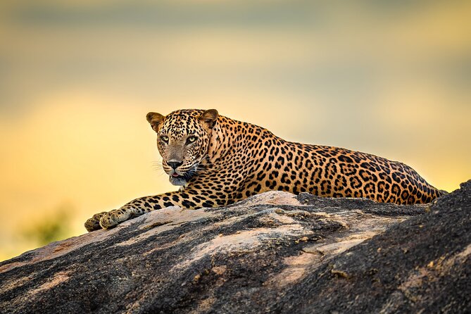 Kumana National Park Half Day Jeep Safari - Choosing between the morning and afternoon safari