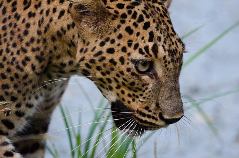 Kumana National Park Leopard Safari PRIVATE Tour - Key points to know before booking