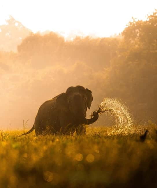 Kumana National Park Leopard Safari PRIVATE Tour - Elephants, bears, deer, and crocodiles