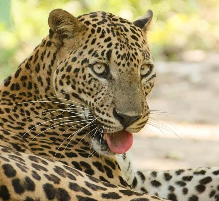 Kumana National Park Leopard Safari PRIVATE Tour - The guide can make or break the outing