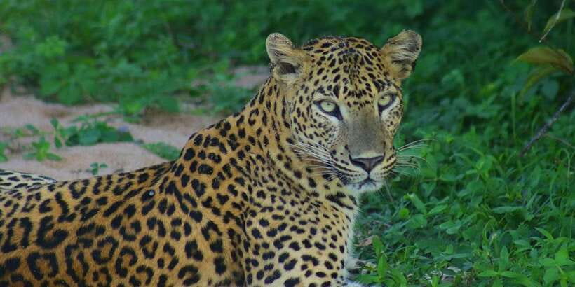 Kumana National Park : Morning or Afternoon Safari (6 h) - Who Will Get the Most From This Kumana Safari
