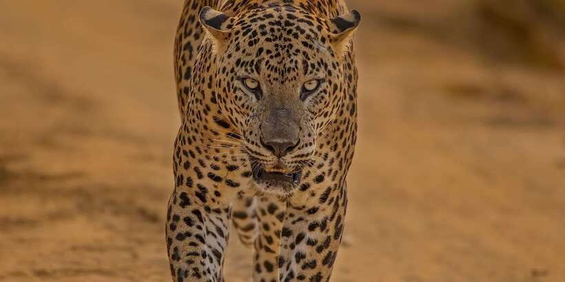 Kumana National Park : Morning or Afternoon Safari (6 h) - Why Kumana Is Different From a Standard Sri Lankan Safari