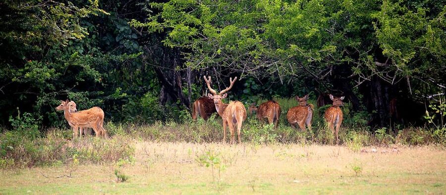 Kumana National Park : Morning or Afternoon Safari (6 h) - Kumana Villu and the Park’s Waterways