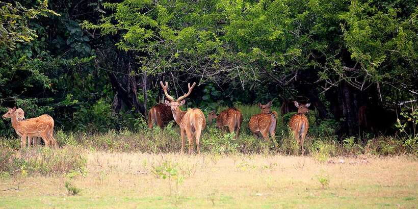 Kumana National Park : Morning or Afternoon Safari (6 h) - Birds Are the Main Reason to Choose This Safari