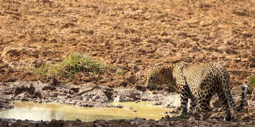 Kumana National Park : Morning or Afternoon Safari (6 h) - Pickup From Arugam Bay, Pottuvil, or Panama
