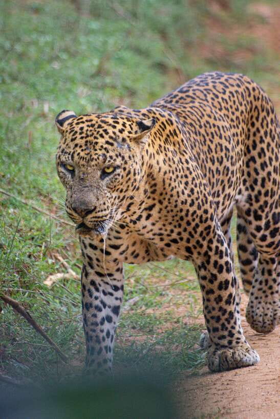 Kumana National Park : Morning or Afternoon Safari Tour - Kumana Safari at a Glance