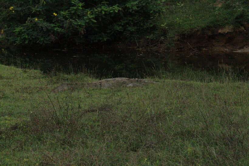 Kumana National Park : Morning or Afternoon Safari Tour - Who Will Enjoy This Safari Most