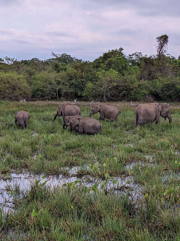Kumana National Park : Morning or Afternoon Safari Tour - Why Kumana Makes a Different Safari Choice