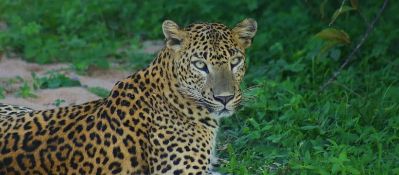 Kumana National Park : Morning or Afternoon Safari Tour - The Jeep Question: Space Versus Comfort