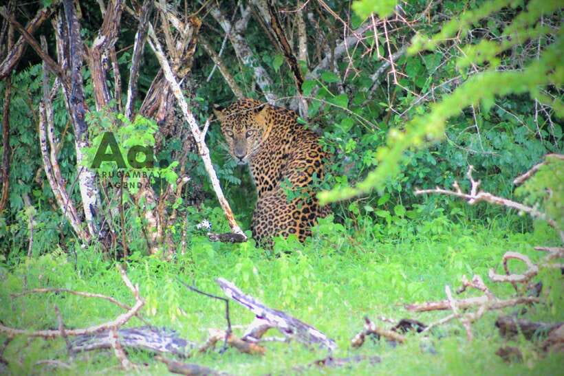 Kumana National Park : Private Half-Day Jeep Safari - Key points to know before booking