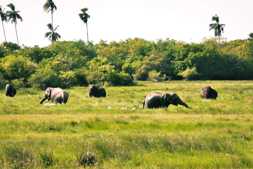 Kumana National Park : Private Half-Day Jeep Safari - Leaving Arugam Bay before the park wakes up
