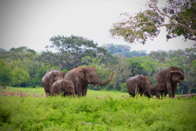 Kumana National Park : Private Half-Day Jeep Safari - The 4WD ride, comfort, and real drawbacks