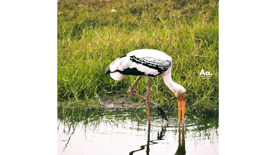 Kumana National Park : Private Half-Day Jeep Safari - What private really means here