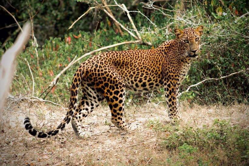 Kumana National Park : Private Half-Day Jeep Safari - Four hours inside Kumana National Park