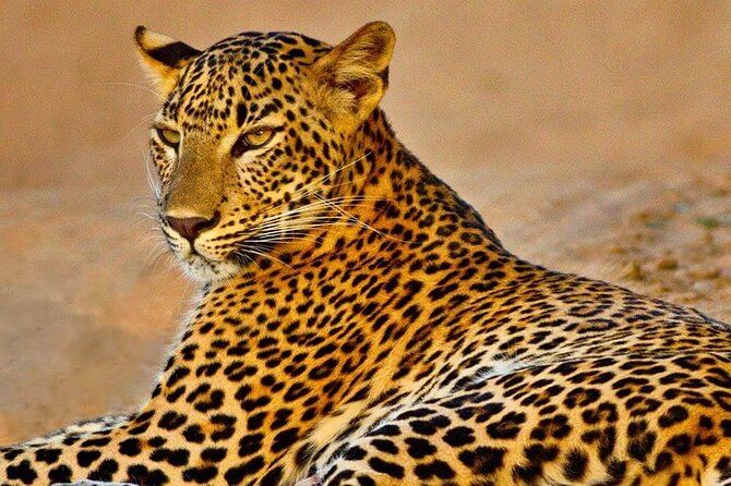 Kumana National Park Safari | from Arugam Bay - Key points to know before booking