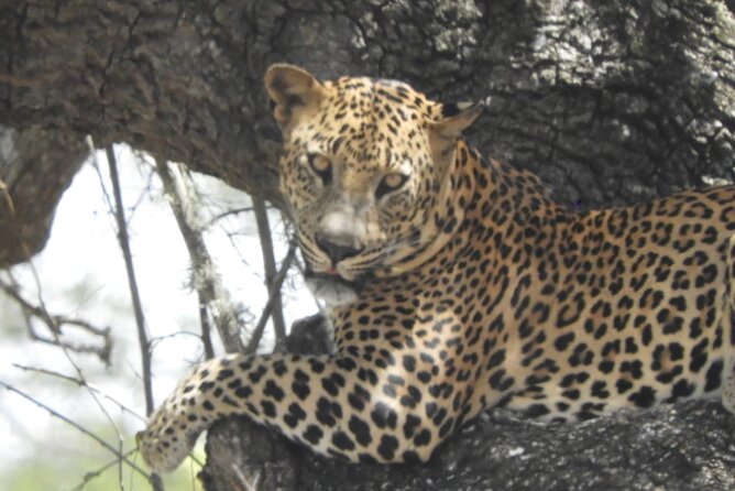 Kumana National Park Safari | from Arugam Bay - Pickup from Arugam Bay and the park gate