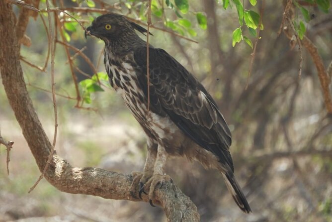 Kumana National Park Safari | from Arugam Bay - Is $83.75 per person a fair price?