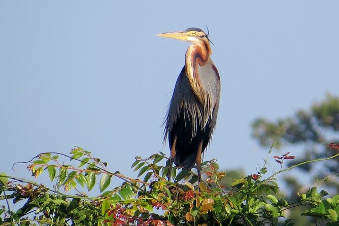 Kumana National Park Safari | from Arugam Bay - The best time to choose this experience