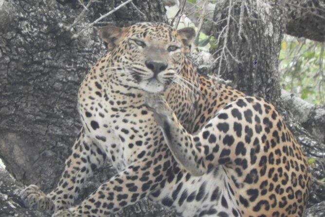 Kumana National Park Safari | from Arugam Bay - Who will enjoy Kumana most?