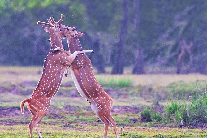 Kumana National Park Safari | from Arugam Bay - Kumana’s birdlife is the star