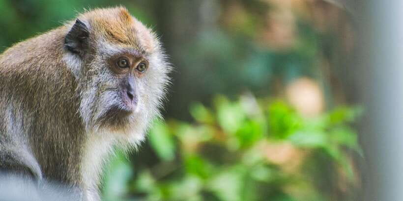 Lagoon Tour to Monkey Island in Negombo - Key points at a glance