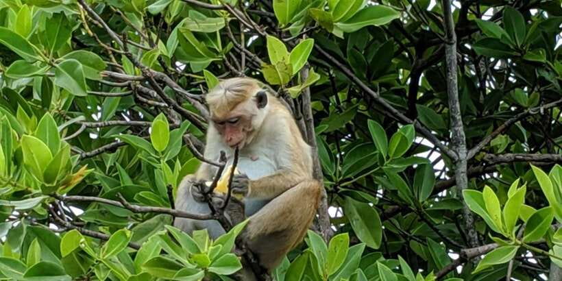 Lagoon Tour to Monkey Island in Negombo - Meeting the monkeys on Monkey Island