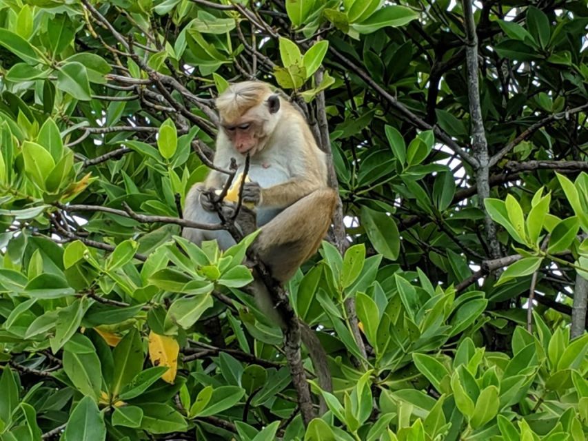 Lagoon Tour to Monkey Island in Negombo - When to book and who should skip it