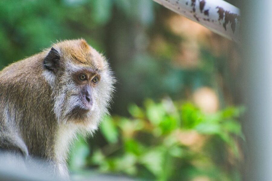Lagoon Tour to Monkey Island in Negombo - Should you book the Monkey Island tour?