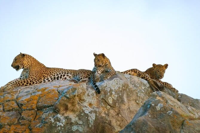 Leopard Half Day Yala National Park Eleven Safari - Key points at a glance