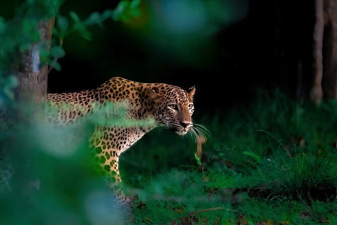 Leopard Half Day Yala National Park Eleven Safari - What four hours in Yala can offer