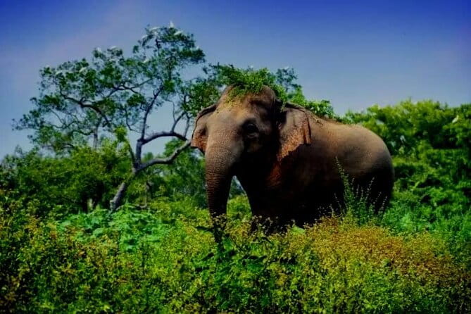 Leopard Half Day Yala National Park Eleven Safari - Guides, communication, and personal service