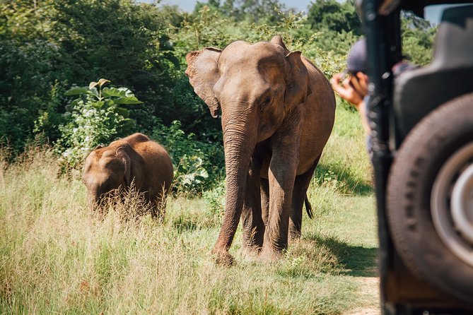 Leopard Safari Tour in Yala National Park - Four hours, a full day, or something between