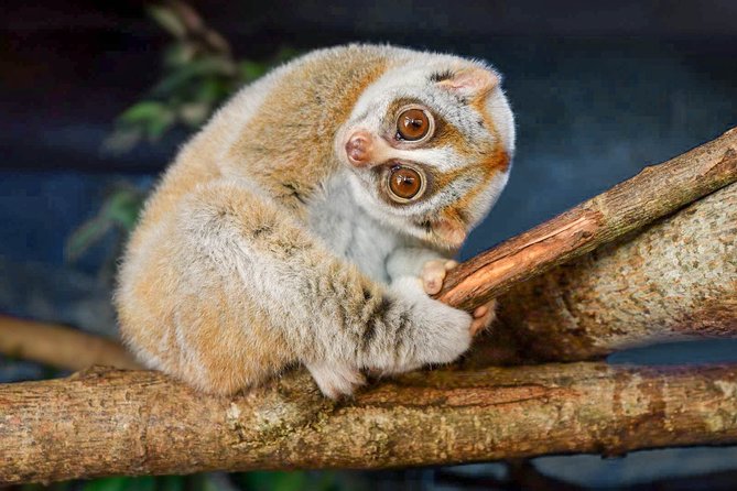 Loris Watching from Sigiriya - Key points at a glance