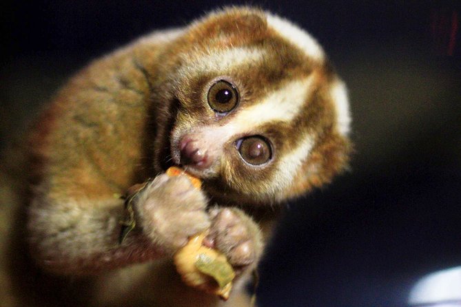 Loris Watching from Sigiriya - Why a loris walk is different from a normal safari