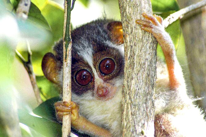 Loris Watching from Sigiriya - Transport from Sigiriya and the timing question