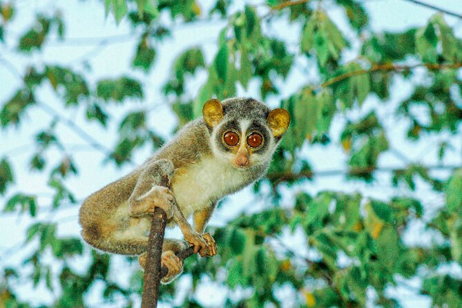 Loris Watching from Sigiriya - Is $75 per person good value?