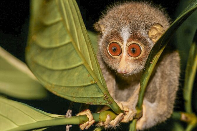 Loris Watching from Sigiriya - Entering Sam Popham’s Arboretum after sunset