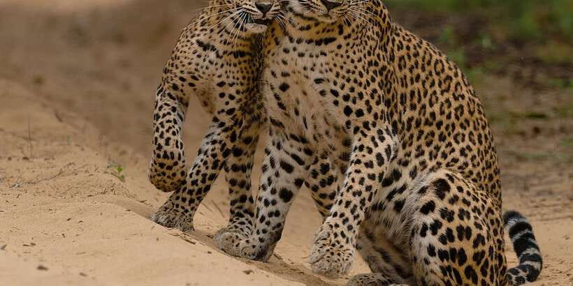 Lunugamvehera National Park Safari ( Yala Block V / VI ) - Key points to know before booking